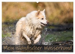 Cover-Bild zum Titel 'Mein isländischer Wasserhund (Wandkalender 2026 DIN A2 quer), CALVENDO Monatskalender' von 'Monika Scheurer'