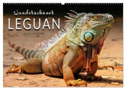Wunderschöner Leguan (Wandkalender 2025 DIN A2 quer), CALVENDO Monatskalender - Peter Roder
