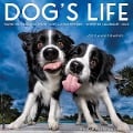 Dog's Life 2025 12 X 12 Wall Calendar - 