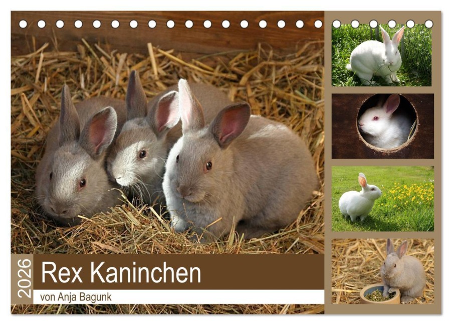 Rex - Kaninchen (Tischkalender 2026 DIN A5 quer), CALVENDO Monatskalender - Anja Bagunk