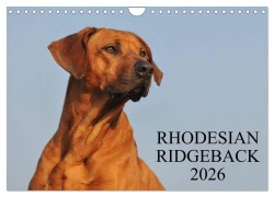 Rhodesian Ridgeback 2026 (Wandkalender 2026 DIN A4 quer), CALVENDO Monatskalender - Sigrid Starick