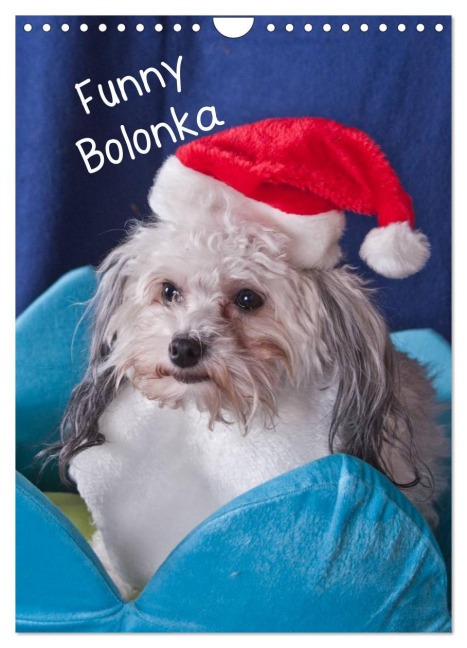 Funny Bolonka (Wandkalender 2026 DIN A4 hoch), CALVENDO Monatskalender - Weh-Zet Weh-Zet