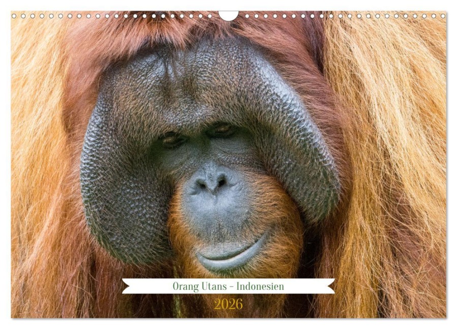 Orang Utans - Indonesien (Wandkalender 2026 DIN A3 quer), CALVENDO Monatskalender - Heike Newinger