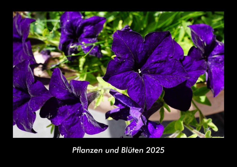 Pflanzen und Blüten 2025 Fotokalender DIN A3 - Tobias Becker