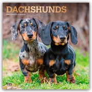 Dachshunds - Dackel 2026 - 16-Monatskalender - Browntrout Publishers