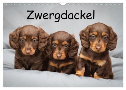 Cover-Bild zum Titel 'Zwergdackel von Kadi (Wandkalender 2026 DIN A3 quer), CALVENDO Monatskalender' von 'Berit Seiboth'