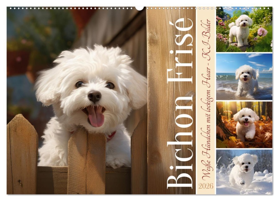 Bichon frisé, weiße Hündchen mit lockigem Haar (Wandkalender 2026 DIN A2 quer), CALVENDO Monatskalender - Sabine Löwer