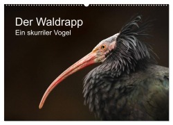 Der Waldrapp - Ein skurriler Vogel (Wandkalender 2026 DIN A2 quer), CALVENDO Monatskalender - Cloudtail The Snow Leopard