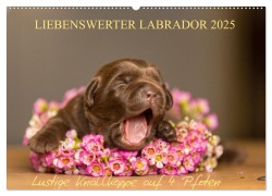 Liebenswerter Labrador 2025 (Wandkalender 2025 DIN A2 quer), CALVENDO Monatskalender - Annett Mirsberger