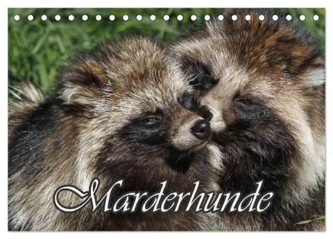 Marderhunde (Tischkalender 2024 DIN A5 quer), CALVENDO Monatskalender - Antje Lindert-Rottke