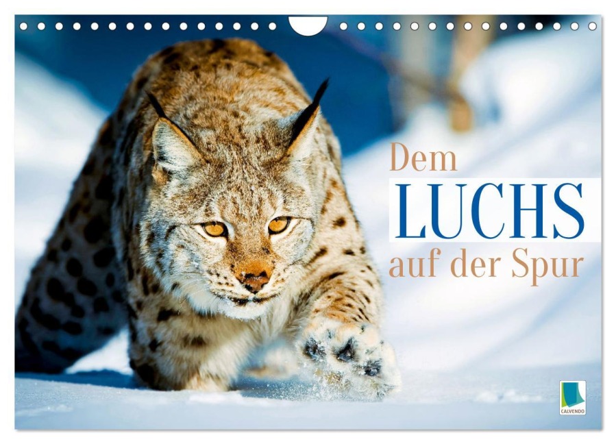 Dem Luchs auf der Spur (Wandkalender 2026 DIN A4 quer), CALVENDO Monatskalender - Calvendo Calvendo