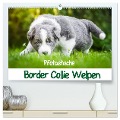 Pfotastische Border Collie Welpen (hochwertiger Premium Wandkalender 2024 DIN A2 quer), Kunstdruck in Hochglanz - Andrea Mayer