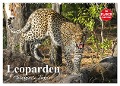 Leoparden. Elegante Jäger (Wandkalender 2025 DIN A2 quer), CALVENDO Monatskalender - Elisabeth Stanzer