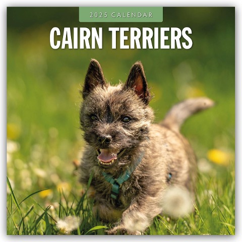 Cairn Terriers - Cairn Terrier 2025 - 16-Monatskalender - Robin Red