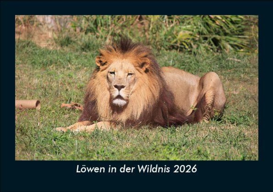 Löwen in der Wildnis 2026 Fotokalender DIN A5 - Tobias Becker