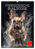 Französische Bulldogge - ein Hund für die Familie (Wandkalender 2025 DIN A3 hoch), CALVENDO Monatskalender - Peter Roder