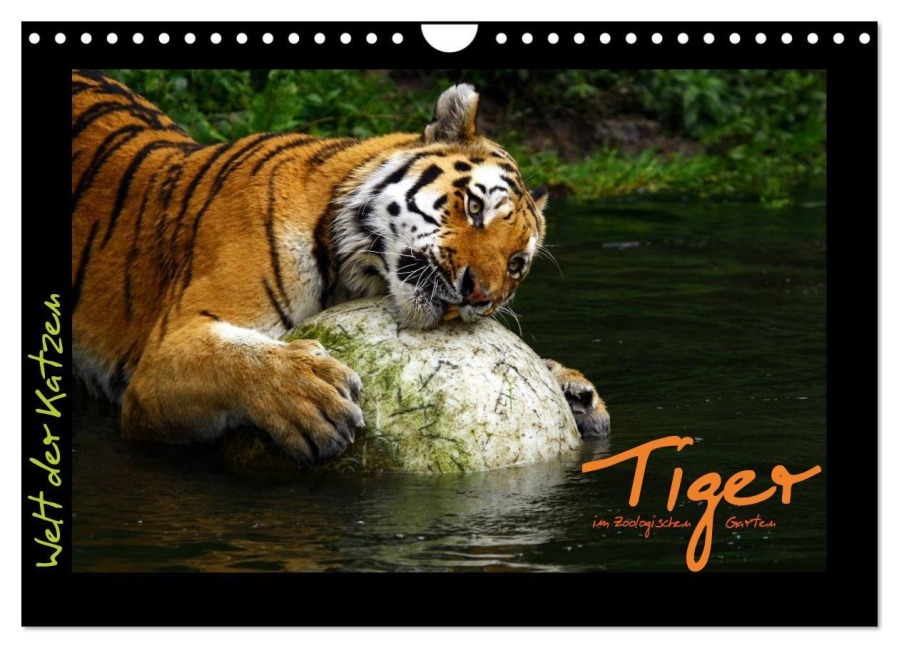 Welt der Katzen - Tiger (Wandkalender 2026 DIN A4 quer), CALVENDO Monatskalender - Marcus Skupin