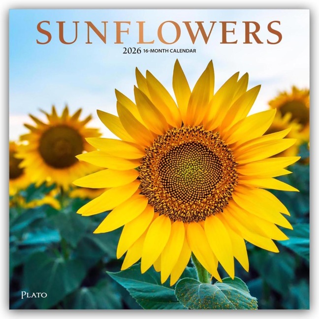 Sunflowers - Sonnenblumen 2026 - 16-Monatskalender - Browntrout Publishers