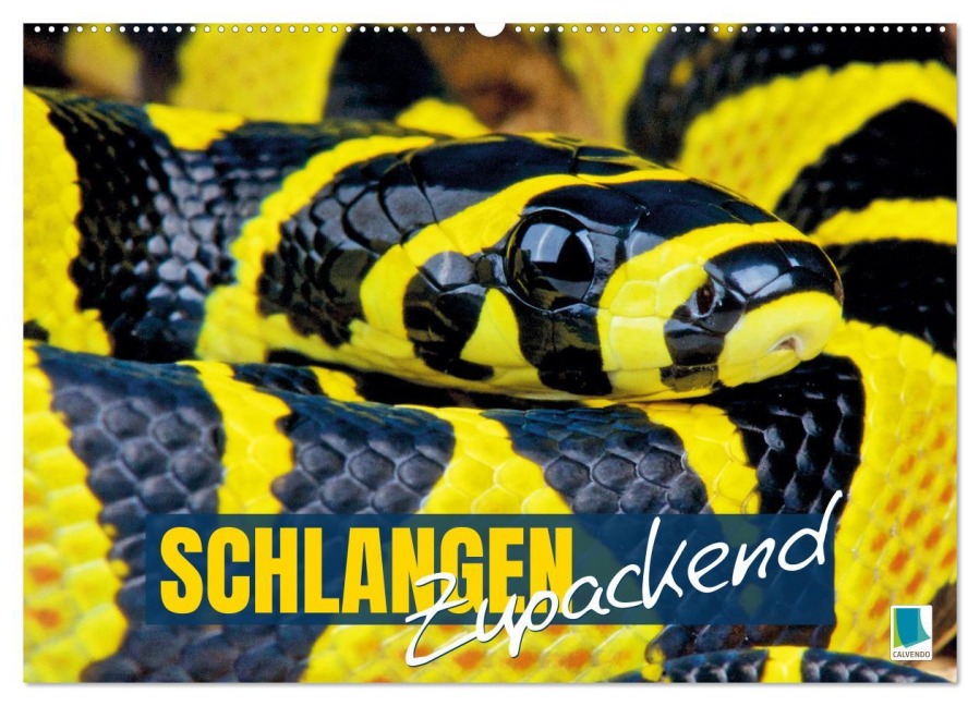 Schlangen: Zupackend (Wandkalender 2026 DIN A2 quer), CALVENDO Monatskalender - Calvendo Calvendo