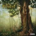 Deep Forest 2025 - 