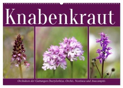 Knabenkraut (Wandkalender 2026 DIN A2 quer), CALVENDO Monatskalender - Sabine Löwer