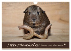 Cover-Bild zum Titel 'Meerschweinchen - Kleine süße Fellnasen (Wandkalender 2026 DIN A4 quer), CALVENDO Monatskalender' von 'Petra Fischer'