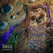 Cover-Bild zum Titel 'Rare Birds' von 'Owls'