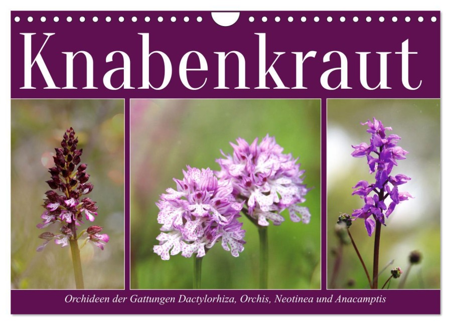 Knabenkraut (Wandkalender 2026 DIN A4 quer), CALVENDO Monatskalender - Sabine Löwer