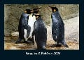 Pinguine & Eisbären 2024 Fotokalender DIN A4 - Tobias Becker