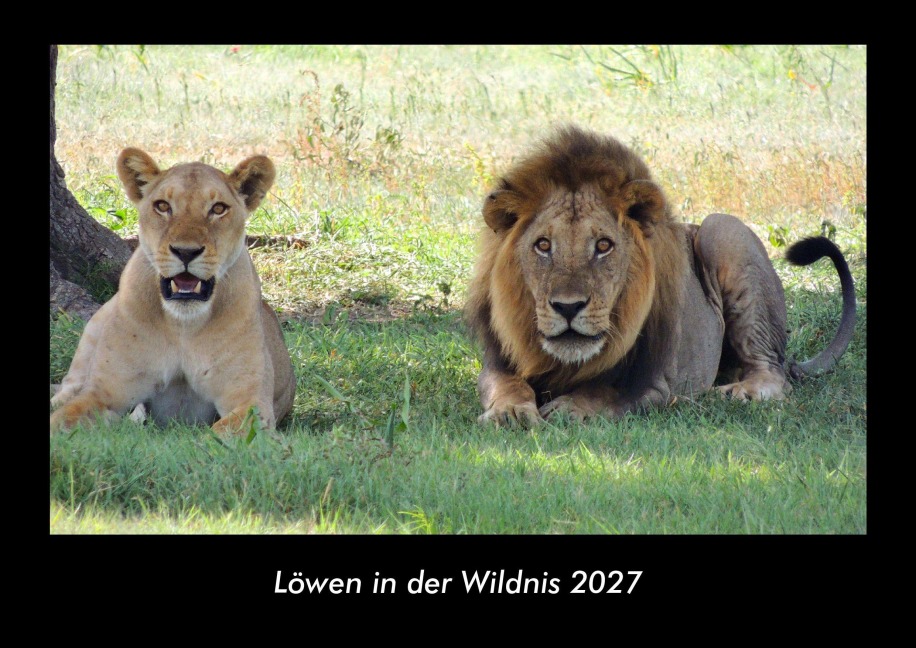 Löwen in der Wildnis 2027 Fotokalender DIN A3 - Tobias Becker