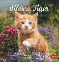 Katzen Postkartenkalender Kleine Tiger 2025 - 