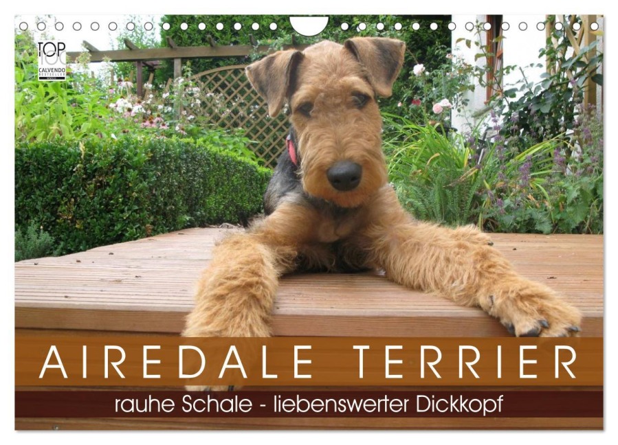 Airedale Terrier (Wandkalender 2026 DIN A4 quer), CALVENDO Monatskalender - Gaby Rottmann