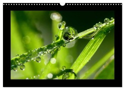 Cover-Bild zum Titel 'Meine kleine grüne Wassertropfen Welt (Wandkalender 2026 DIN A3 quer), CALVENDO Monatskalender' von 'Gabi Siebenhühner'