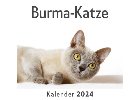 Burma-Katze (Wandkalender 2024, Kalender DIN A4 quer, Monatskalender im Querformat mit Kalendarium, Das perfekte Geschenk) - Anna Müller