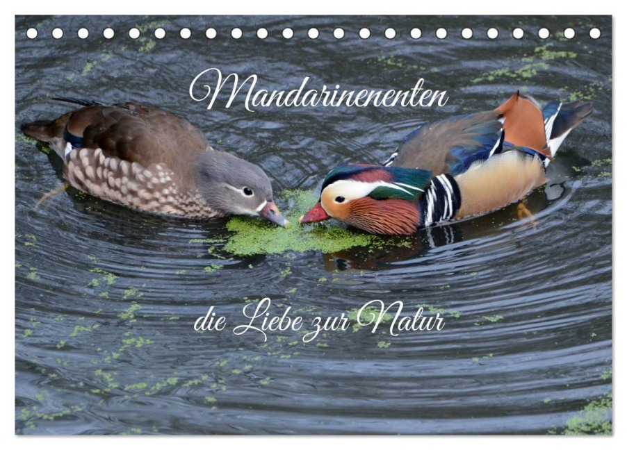 Mandarinenenten, die Liebe zur Natur (Tischkalender 2026 DIN A5 quer), CALVENDO Monatskalender - Rufotos Rufotos
