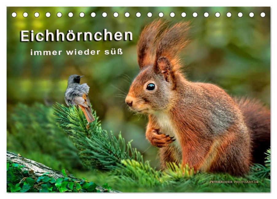 Eichhörnchen - immer wieder süß (Tischkalender 2026 DIN A5 quer), CALVENDO Monatskalender - Peter Roder