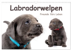 Labradorwelpen - Freunde fürs Leben (Wandkalender 2026 DIN A3 quer), CALVENDO Monatskalender - Photodesign Krätschmer