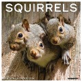 Squirrels 2024 12 X 12 Wall Calendar - Willow Creek Press