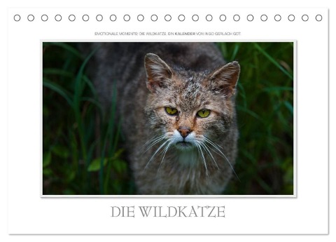 Emotionale Momente: Die Wildkatze. (Tischkalender 2024 DIN A5 quer), CALVENDO Monatskalender - Ingo Gerlach GDT