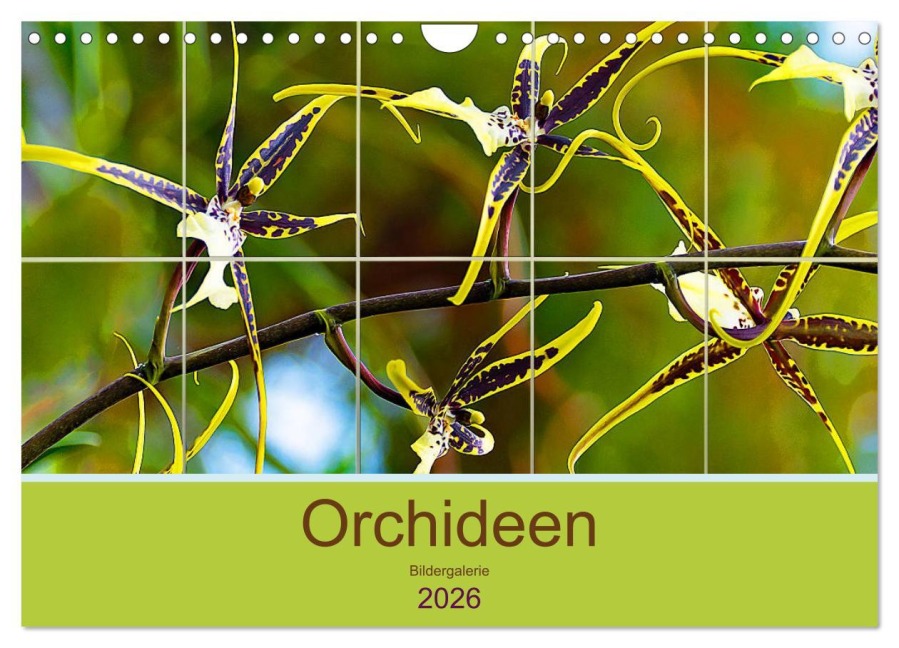 Orchideen Bildergalerie (Wandkalender 2026 DIN A4 quer), CALVENDO Monatskalender - Nina Schwarze