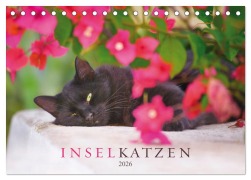 Inselkatzen (Tischkalender 2026 DIN A5 quer), CALVENDO Monatskalender - Christina Krutz