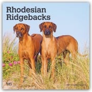 Cover-Bild zum Titel 'Rhodesian Ridgebacks - Rhodesian Ridgeback 2027 - 16-Monatskalender' von 'Browntrout Publishers'