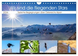 Wir sind die fliegenden Stars (Wandkalender 2026 DIN A4 quer), CALVENDO Monatskalender - Christa Kramer