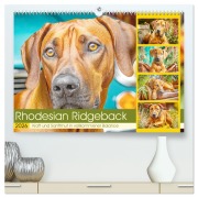 Rhodesian Ridgeback. Kraft und Sanftmut in vollkommener Balance (hochwertiger Premium Wandkalender 2026 DIN A2 quer), Kunstdruck in Hochglanz - Rose Hurley