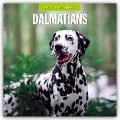 Dalmatians - Dalmatiner 2025 - 16-Monatskalender - 