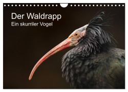 Cover-Bild zum Titel 'Der Waldrapp - Ein skurriler Vogel (Wandkalender 2026 DIN A4 quer), CALVENDO Monatskalender' von 'Cloudtail The Snow Leopard'