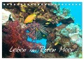 Leben im Roten Meer (Tischkalender 2025 DIN A5 quer), CALVENDO Monatskalender - Lars Eberschulz