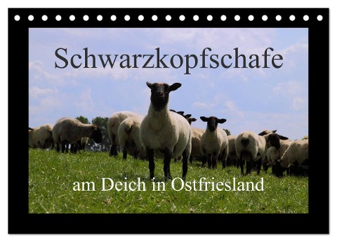 Schwarzkopfschafe am Deich in Ostfriesland (Tischkalender 2025 DIN A5 quer), CALVENDO Monatskalender - Rolf Pötsch