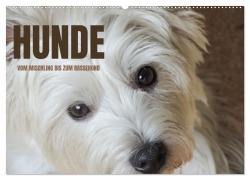 Cover-Bild zum Titel 'Hunde - vom Mischling bis zum Rassehund (Wandkalender 2026 DIN A2 quer), CALVENDO Monatskalender' von 'Angela Rohde'