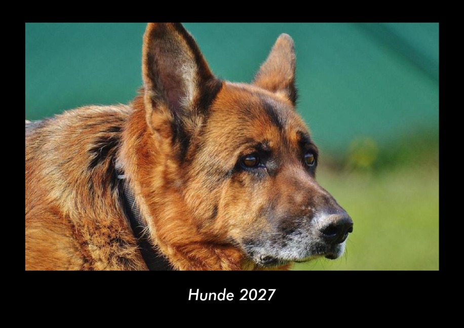Hunde 2027 Fotokalender DIN A3 - Tobias Becker